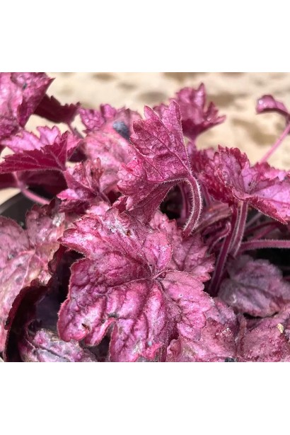 Листя гейхери Wild Rose з пурпуровим відтінком